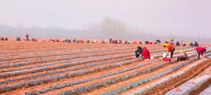 农业循环经济:走向绿色与可持续发展的道路